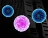 Espaa - Identifican genes que diferencian agresividad de leucemias